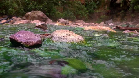 Thermal spring in the forest. Warm, gray-rich water flowing in a green stream Vídeo Stock 152283754