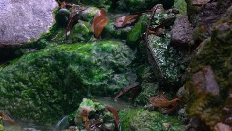 Thermal spring in the forest. Warm, gray-rich water flowing in a green stream Vídeo Stock 152283939