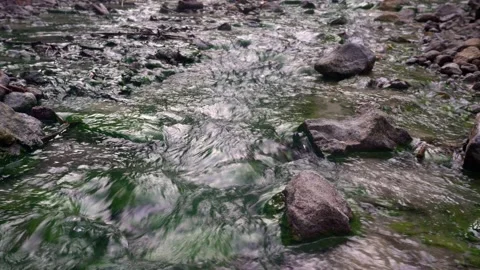 Thermal spring in the forest. Warm, gray-rich water flowing in a green stream Vídeo Stock 154152828