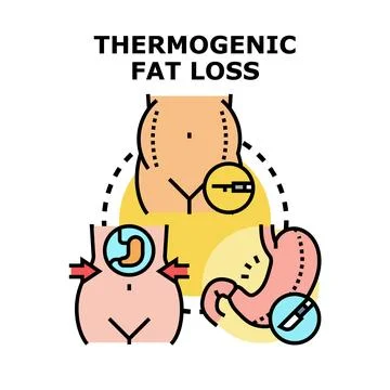 Thermogenic fat loss process for body weight reduction Stock Illustration