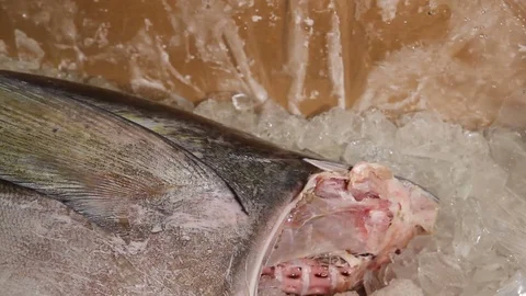 Thermometer in fish seafood ice Stock Footage 71011362
