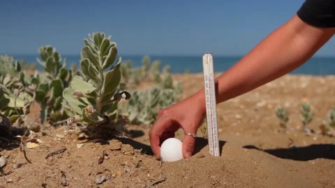 A thermometer is inserted into hot sand. A raw chicken egg is buried in the sand Vídeos de archivo 312996065