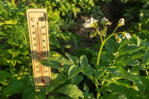 A thermometer shows the temperature while potato plants bloom in a garden s.. Stock Photos