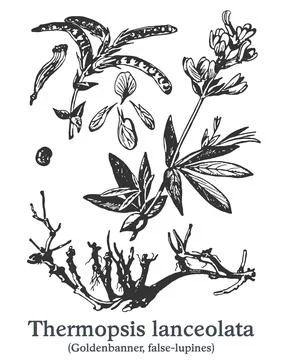 Thermopsis lanceolata. Vector hand drawn plant. Vintage medicinal plant sketch. Stock Illustration