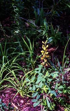 Thermopsis lanceolate in the spring. Interior backgrounds textures. Selecti.. Stock Photos