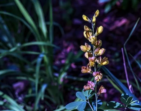 Thermopsis lanceolate in the spring. Interior backgrounds textures. Selecti.. Stock Photos