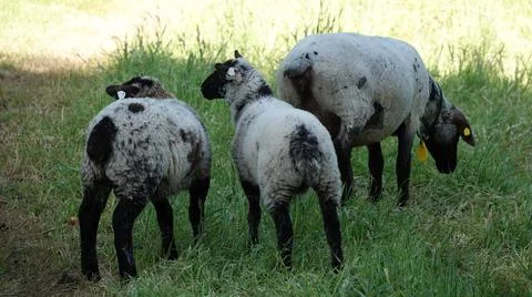 Thes youngster sheep are almost as large as their mother Stock Photos