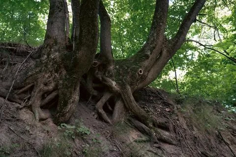 These ancient tree roots, exposed by the slope, show the tenacity of nature. Stock Photos