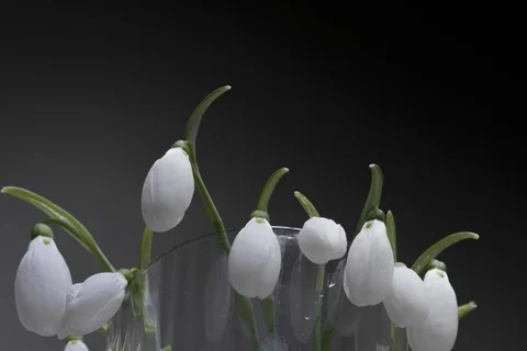 These are blooming snowdrops. Stockbeeldmateriaal 125984666