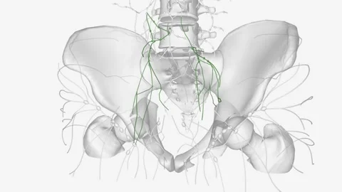These are broadly referred to as mesenteric lymph nodes and, more specifically, Stock Footage 271034547