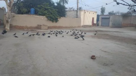 These are crows on the ground. Foto stock