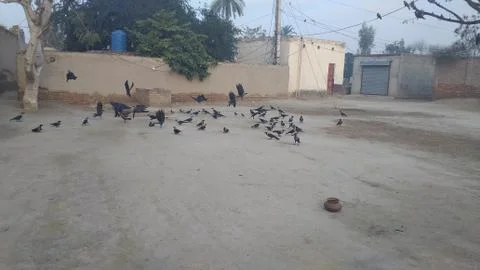 These are flying crows on the ground Foto stock