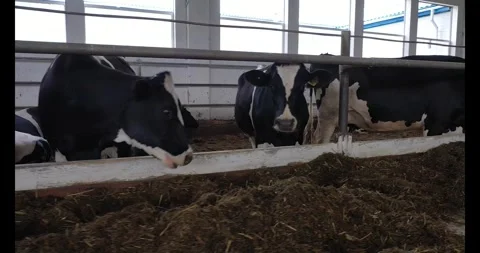 These are a large row of cows eating breakfast at a dairy farm Stock-Footage 303164000