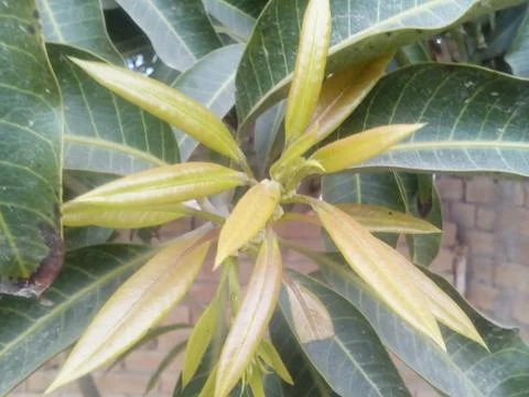 These are mango tree leafs with new branches Foto stock