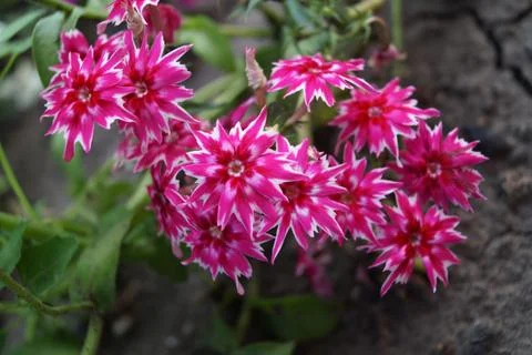 These are not ordinary beautiful clove flowers. Stock Photos