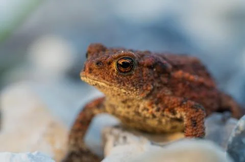 These beautiful frogs can be found in the dunes of Denmark at dusk. Portrai.. Stock Photos