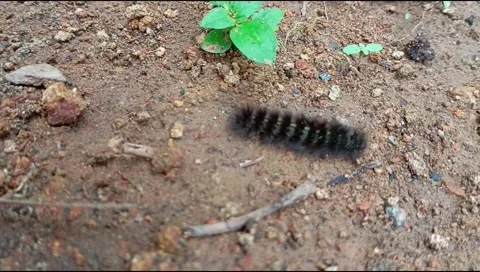 These black caterpillars Stock Footage 266528956