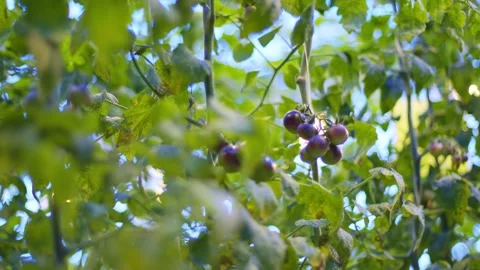 These brown cherry tomatoes can easily be confused with a bunch of dark grapes Видео 257305328