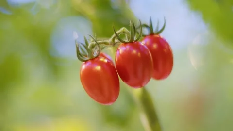 These cherry tomatoes look like rockets, cherry tomatoes are the most delicious Stock Footage 261846293