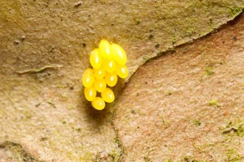 These clusters of yellow insect eggs likely belonging to the Caelifera Stock-Fotos