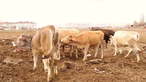 These cows give good quality milk. cows, bulls and calves are raised freely Stock Footage 151654568