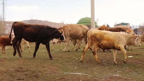 These cows give good quality milk. cows, bulls and calves are raised freely Stock Footage 151710146