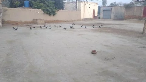 These crows are flying on he ground Stock Photos