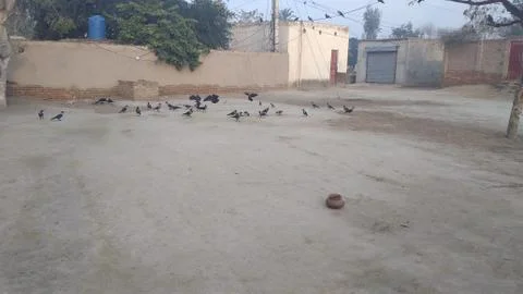These crows are flying on he ground Stock Photos