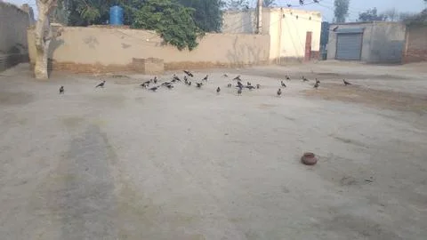 These crows are flying on he ground Foto stock