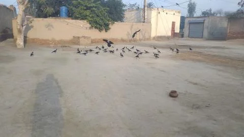These crows are flying on he ground Foto stock