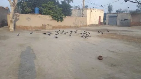 These crows are flying on he ground Stock Photos