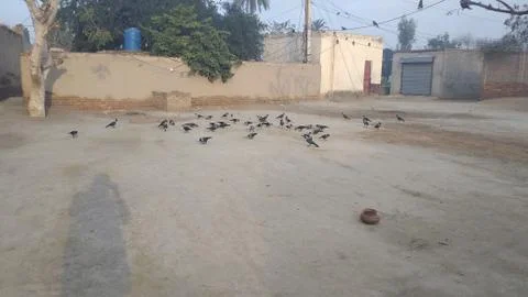 These crows are flying on he ground Foto stock
