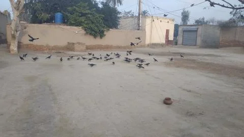 These crows are flying on he ground Foto stock