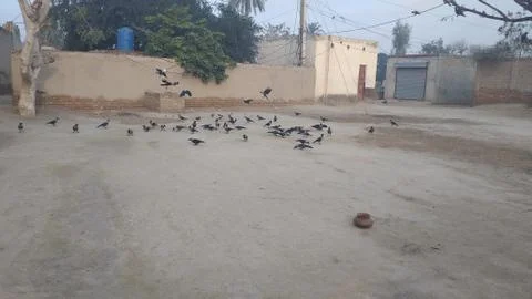 These crows are flying on he ground Foto stock
