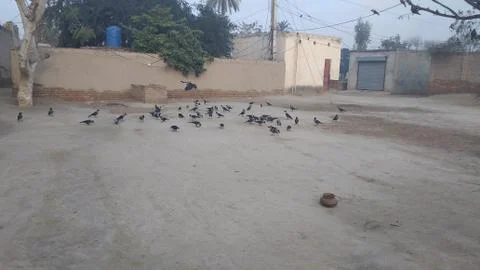 These crows are flying on he ground Stock Photos