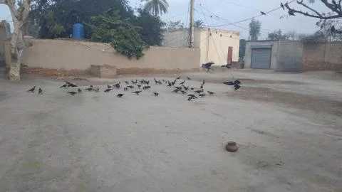 These crows are flying on he ground Foto stock