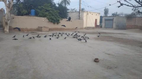 These crows are flying on he ground Stock Photos