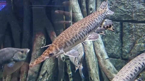 These fish are known for their needle-like snouts filled with sharp teeth a.. Vídeos de archivo 334515285