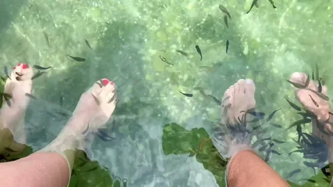 These Garra rufa fish are real doctors. They heal skin and do real foot pilling Stock Footage 242292489
