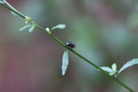 These insects are called flies Stock Photos