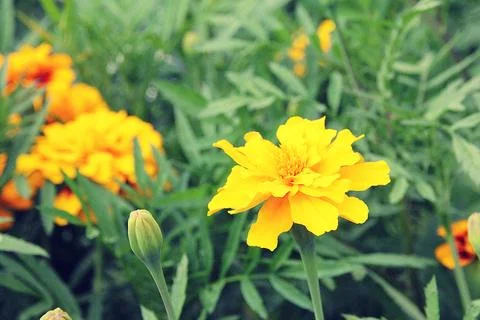 These marigolds Stock Photos
