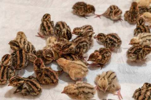 These newborn quail chicks in the brooder on the farm. 스톡 사진