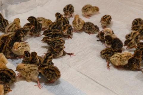 These newborn quail chicks in the brooder on the farm. Stock Photos