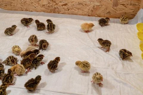These newborn quail chicks in the brooder on the farm. Stock Photos