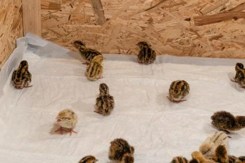 These newborn quail chicks in the brooder on the farm. Stock Photos