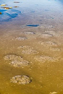 These rock like structures stromatolites on the edge of Lake Thetis are bui.. Stock Photos