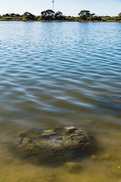 These rock like structures stromatolites on the edge of Lake Thetis are bui.. Foto stock