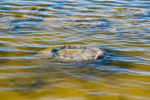 These rock like structures stromatolites on the edge of Lake Thetis are bui.. Foto stock