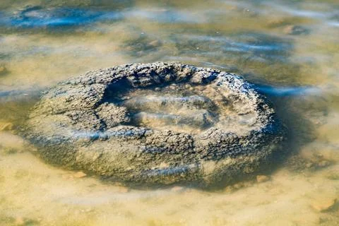 These rock like structures stromatolites on the edge of Lake Thetis are bui.. Stock Photos