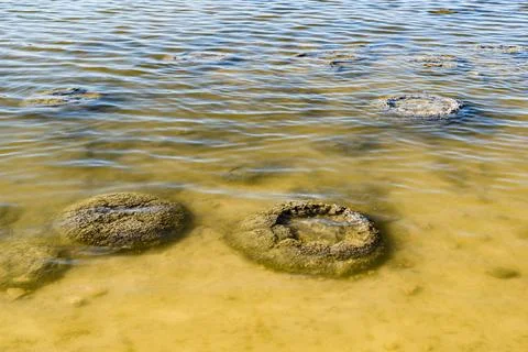 These rock like structures stromatolites on the edge of Lake Thetis are bui.. Stock Photos